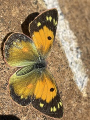 Colias electo
