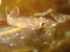 Apletodon dentatus