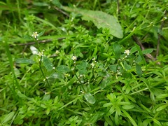 Polygonum arenastrum