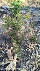 Stereospermum euphorioides