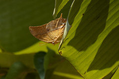 Charaxes varanes