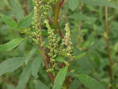 Chenopodium betaceum