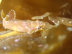 Apletodon dentatus