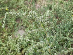 Atriplex tatarica