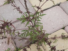 Ambrosia artemisiifolia