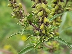 Ambrosia artemisiifolia