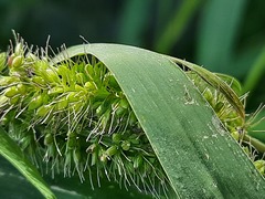 Setaria verticillata