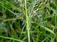 Eragrostis minor