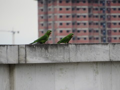 Psittacara leucophthalmus