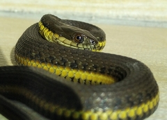 Thamnophis melanogaster