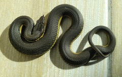 Thamnophis melanogaster
