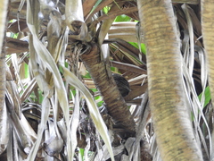 Otus lempiji