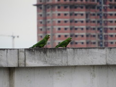 Psittacara leucophthalmus