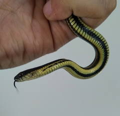 Thamnophis melanogaster
