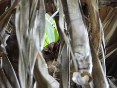 Otus lempiji