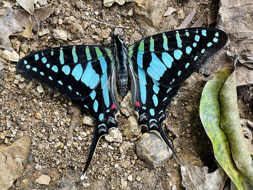 Small Striped Swordtail