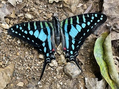 Graphium policenes