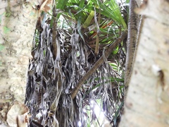 Otus lempiji