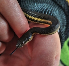 Thamnophis melanogaster
