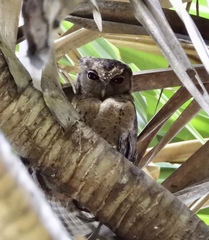 Otus lempiji