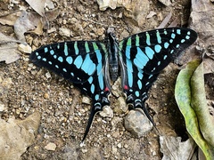 Graphium policenes