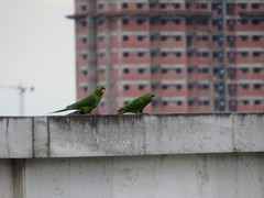 Psittacara leucophthalmus