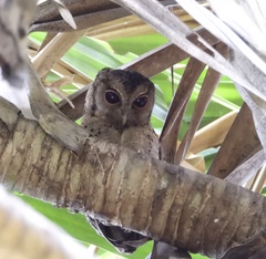 Otus lempiji