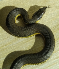 Thamnophis melanogaster