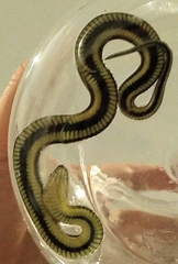 Thamnophis melanogaster
