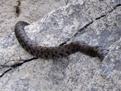 Natrix helvetica sicula