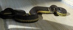 Thamnophis melanogaster