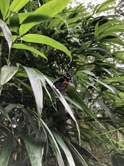 Vanessa indica indica