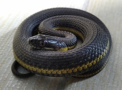 Thamnophis melanogaster