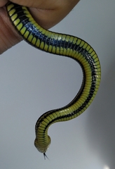 Thamnophis melanogaster