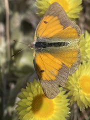 Colias electo