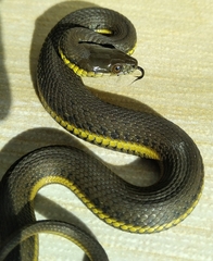 Thamnophis melanogaster