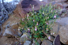 Hermannia glabrata