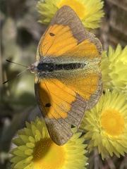 Colias electo