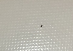 Coleoptera