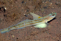Majestic Shrimpgoby photo 3