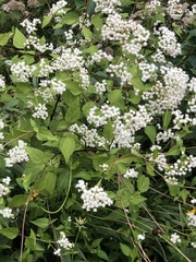 Ageratina altissima