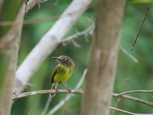 Johannes's Tody-Tyrant (Hemitriccus iohannis), photo 4