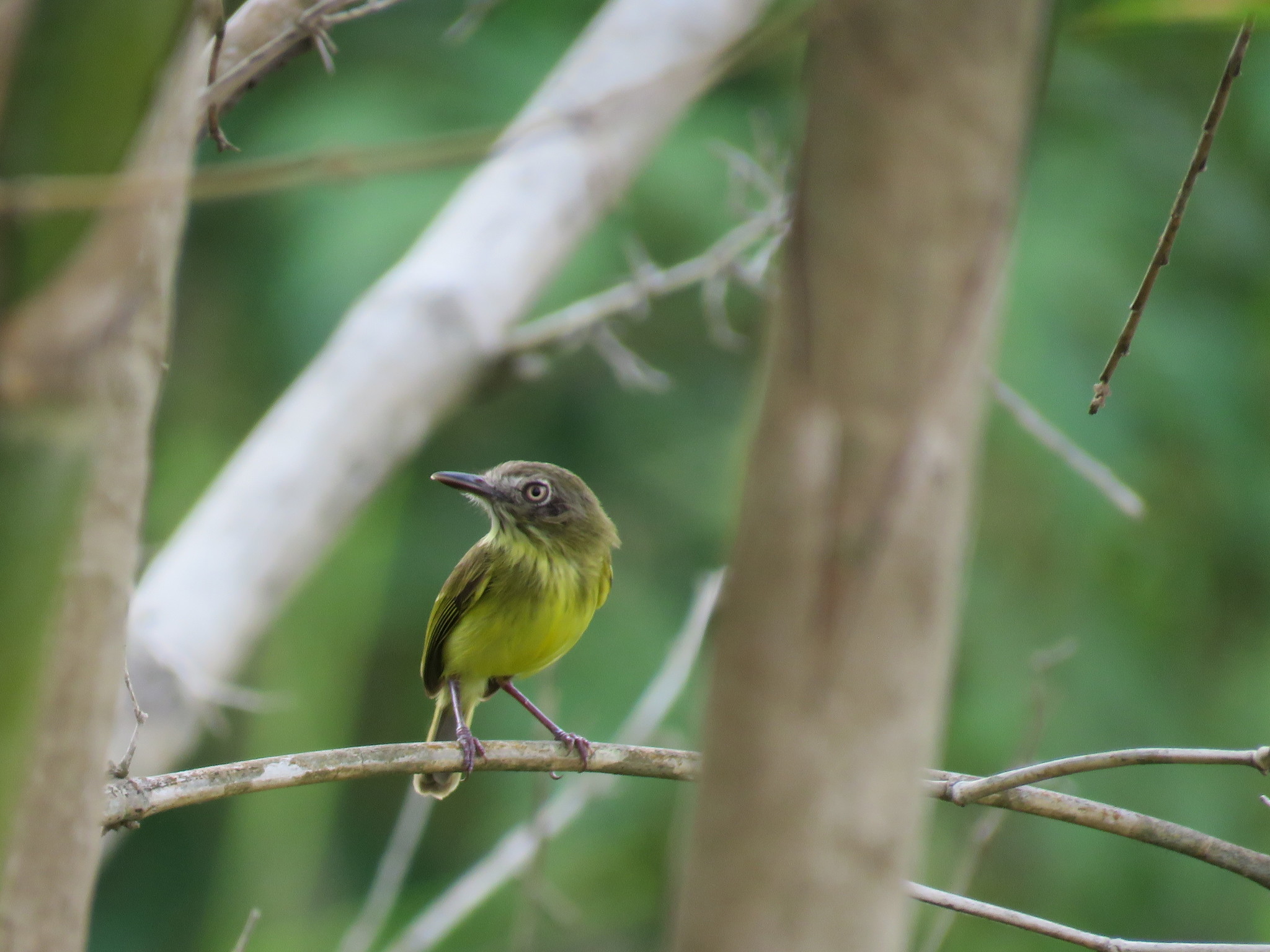 Johannes's Tody-Tyrant (Hemitriccus iohannis), photo 2
