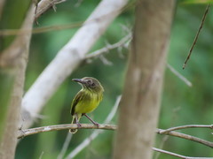 Hemitriccus iohannis