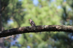 Zenaida macroura carolinensis