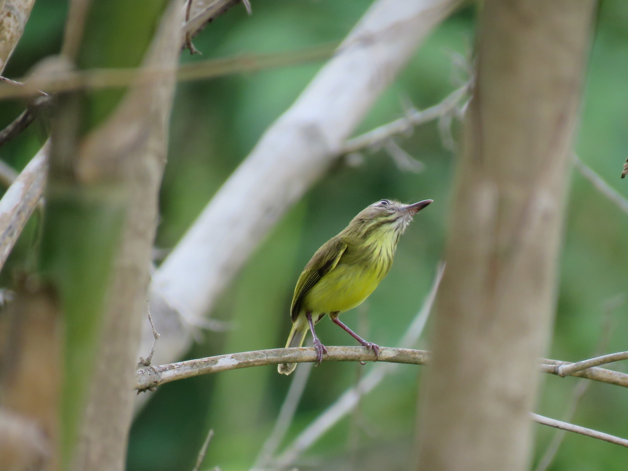 Johannes's Tody-Tyrant (Hemitriccus iohannis), photo 3