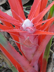 Bromelia serra