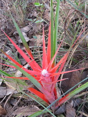 Bromelia serra