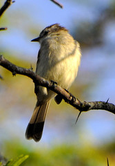 Mecocerculus leucophrys