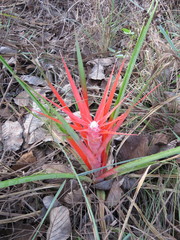 Bromelia serra